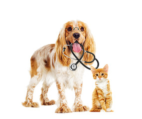 Wall Mural - dog and cat veterinarian and a stethoscope and glasses