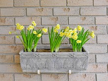 Flower Box With Miniature Daffodils Flowers Hanging On A Brick Wall