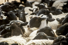 Sheep On A Farm; Namibia