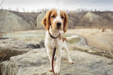 Welsh Springer Spaniel Puppy At Bluffers Park; Scarborough, Ontario, Canada