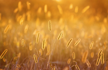 Sticker - fluffy ears and blades of grass glow in the bright summer sun at dawn in the village