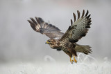 Fototapeta  - Eurasian buzzard