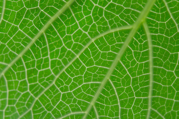 abstract blur green veins leaf background