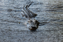 Florida Alligator In Everglades Close Up Portrait