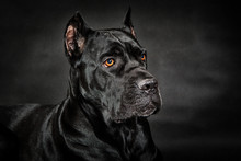 Black Dog Cane Corso On The Black Background Close-up.