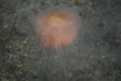Meduza pływająca, Norwegia