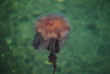 Meduza pływająca w toni Morza Północnego, Norwegia