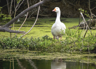 Goose by the water 3