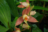 Fototapeta  - Orchidée rose et blanche perlée de pluie