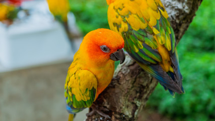 Wall Mural - Parrot on tree branches.