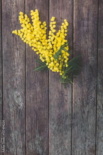 Mimosa Gialla Su Sfondo Di Legno Marrone Spazio Per Il Testo