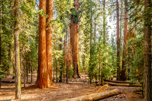 Sequoia National Park At Autumn