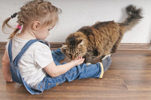 Little Girl Feeds The Domestic Cat