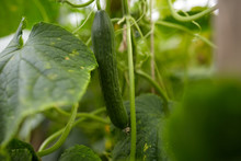 Close Up Of Cucumber Growing At Garden