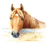 Fototapeta Konie - Watercolor Horse in the Stable Hand Painted Illustration 