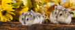 little pet hamster - Phodopus sungorus