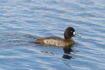 Ring-necked Duck 2