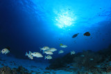 Fototapeta Do akwarium - Snapper fish school underwater
