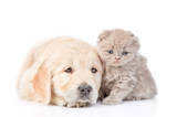 Fototapeta Psy - Sad golden retriever puppy and tiny kitten lying together. isolated on white background