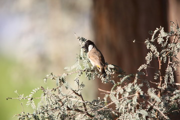 Wall Mural - White-eared bulbul (Pycnonotus leucotis) in Dubai