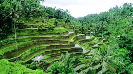 flying over the rice fields of bali
