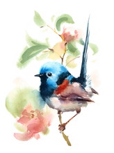 Fairy Wren Bird On A Branch With Flowers Watercolor Hand Drawn Summer Illustration Isolated On White Background