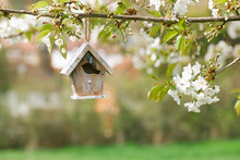Little Birdhouse In Spring With Blossom Cherry Flower Sakura
