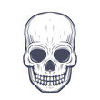 skull vector illustration, front view over white