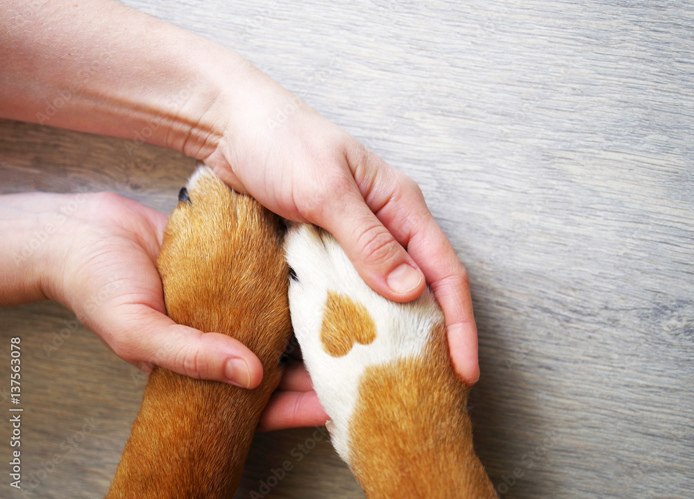 Dog paws with a spot in the form of heart and human hand close up, top view. Conceptual image of friendship, trust, love, the help between the person and a dog - obrazy, fototapety, plakaty 