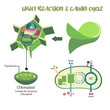 Photosynthesis plant cell diagram illustration vector design