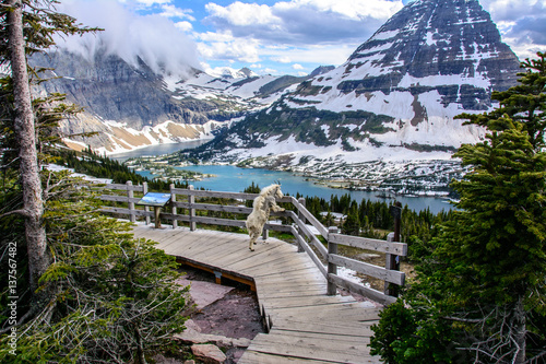 Fotografia, Obraz Mountain Goats and Hidden lake, Glacier National Park, Montana USA