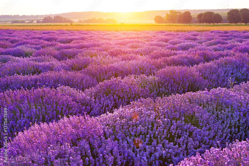 Bright lavender field at sunset. Bright abstract background ideal for any design. Basic background for design - obrazy, fototapety, plakaty 