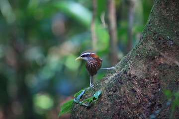 Wall Mural - Streak-breasted scimitar babbler (Pomatorhinus ruficollis) in Tam Dao, North Vietnam
