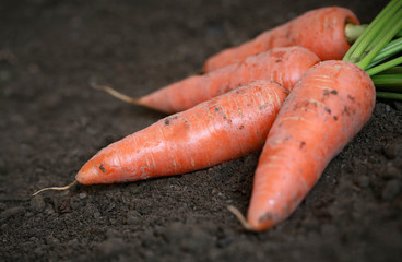 Wall Mural - Organic carrots in the garden