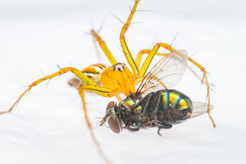 Wall Mural - Yellow female Lean lynx spider, Oxyopes macilentus (Family: Araneae, subfamily: Oxyopidea) eating a Common green bottle fly, (Lucilia sericata) isolated with white background, predator and prey