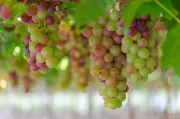 grapes in garden