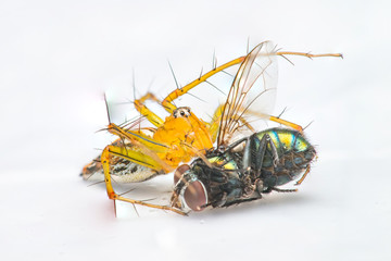 Wall Mural - Yellow female Lean lynx spider, Oxyopes macilentus (Family: Araneae, subfamily: Oxyopidea) eating a Common green bottle fly, (Lucilia sericata) isolated with white background, predator and prey