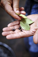 Person Holding Bay Leaves And Juniper Berries In Hands