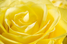 Close Up Image Of Yellow Rose