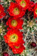 Blooming Barrel Cactus With Red Blooms