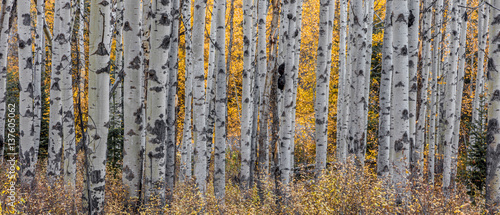 aspen-drzewa-jesienia-na-pustyni-w-parku-narodowym-jasper-kanada