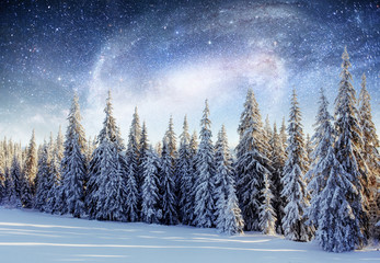 Wall Mural - Dairy Star Trek in the winter woods. Dramatic and picturesque sc