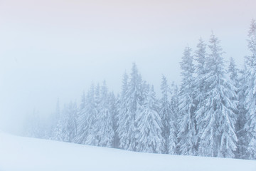 Wall Mural - Dense fog in the mountains. Dramatic scene. Magical winter snow 