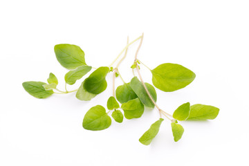 Wall Mural - Branch of asian basil isolated on white background.