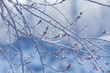 winter background , winter, nature , blue background with grass and twigs