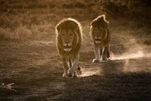 Two Male Lions Walking To The Watering Hole Just After Sunrise, Ndutu, Tanzania, East Africa