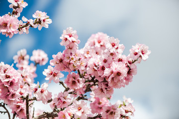 Sticker - Toned effect spring almond flowers