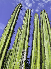 Tall Cactus Plant