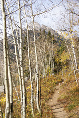 Autumn, golden aspens in   Grand Teton National Park