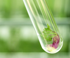 Tissue culture concept